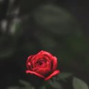 아이뽀라 이미지