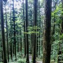 편백스테이 이미지