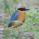 한국동물번식센타 이미지