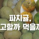 황금똥빵