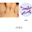 짐이 Daum백과