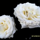 백장미 이미지