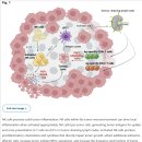 Re: cancer initiation에 관한 이야기 NK cell and cancer !! 이미지