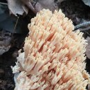 자연요양원 이미지