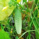 태호네농장 이미지