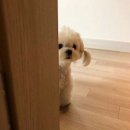 스탑