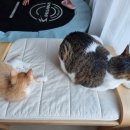 학익동물병원 이미지