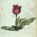 Re:Re:Tulipa clusiana(툴리파 클루지아나)....튜립...튜립... 이미지