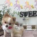 스위티독 이미지