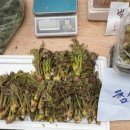 정선5일장 둔치주차장 | [정선] 정선 5일장 주말장 다녀온 후기｜곤드레밥·콧등치기 먹고 온 봄 여행 (+주차 팁, 운영시간)