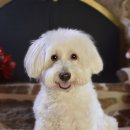 강아지 이모 이미지