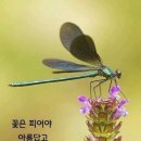 오늘도꽃 이미지