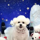 예쁘개 미용 이미지