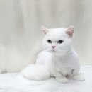 원사랑미용실 네이버블로그