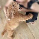 북경 노래연습장 | ⏱️🗓️돼지런한 24시간⏱️🗓️| 정자동 브런치 | 판교 딤섬 | 판교 스크린골프 | 판교 코인노래방