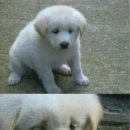 멍멍스토리 이미지