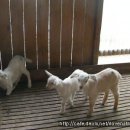 GOAT농장 이미지