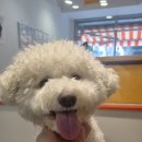 왈왈미용실 이미지