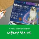 서울보룡약국 | 직구보다 싸다 먹골역 보룡약국 내돈내산 넥스가드 구입후기