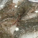 엘에이갈비찜닭 이미지