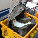 광어한마리 이미지