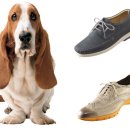 허쉬퍼피 이미지