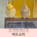 버드소리 대구수성점 | 대구 실내 놀거리 앵무새카페 버드소리 아이랑 가볼만한 곳 솔직후기