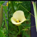 헤어클립스 이미지