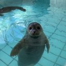 씨싸이드 이미지