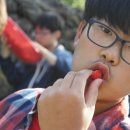 [20160525] 단양 한드미마을 농촌유학센터 딸기가 좋아~~!!! 이미지