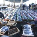 대안수산 이미지