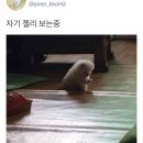 젤리댕댕이 이미지