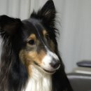 노나먹개 이미지