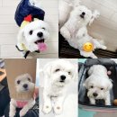 천지가축약품 네이버블로그