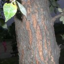 느릅나무 (식물) [Ulmus davidiana var. japonica, 뚝나무]/4대 항암약초 이미지