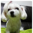 닥터리동물병원 이미지