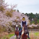 웅지 | 제주: 애월 웅지승마센터 외승 체험승마 내돈내산 후기
