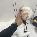 Pro켄넬 | 유기견 임보 이야기 2, 소심한 강아지 훈련으로 달라질까?｜서수석 훈련사님 방문 훈련 후기