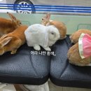 차오름동물병원 이미지