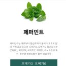 성우약국 | A형 독감 기침 완화에 도움된 페퍼민트차 효능과 실제 후기