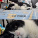 짜장생각 네이버블로그