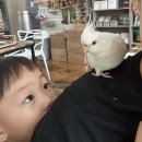 리프패럿진해점 | 진해 아이랑 가볼만한곳) 앵무새카페 리프패럿 진해점에 다녀왔어요
