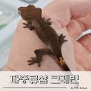 포곡로8 | 수원 용인크레스티드게코 파충류분양 후기 크레빈