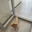 귀빈펫살롱 이미지