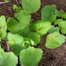 속리산농장 이미지