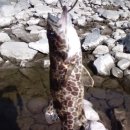 상진대교 밑 이미지