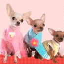 오늘의강아지 이미지