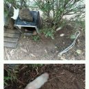 7/24목동 아파트 단지 내 잔혹한 고양이 토막 살해범을 공개 수배합니다! (사진주의) 이미지