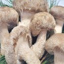 송화농장 이미지