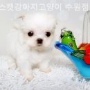 독스캣 강아지고양이 수원점 이미지
